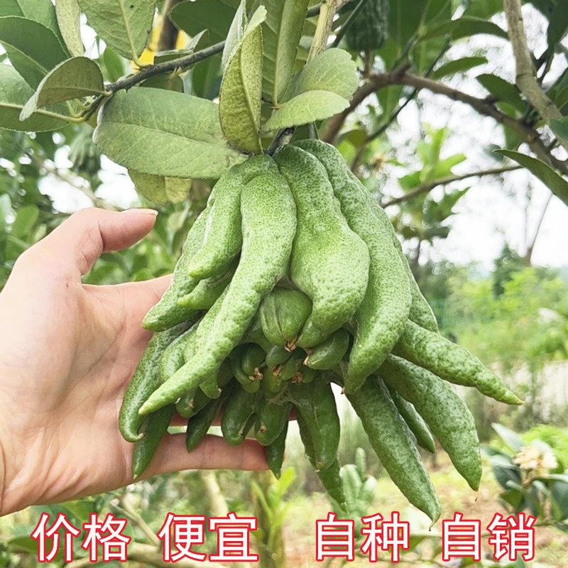 【观赏闻香花卉】新鲜佛手基地现摘现发佛手柑金佛手香橼摆件清供