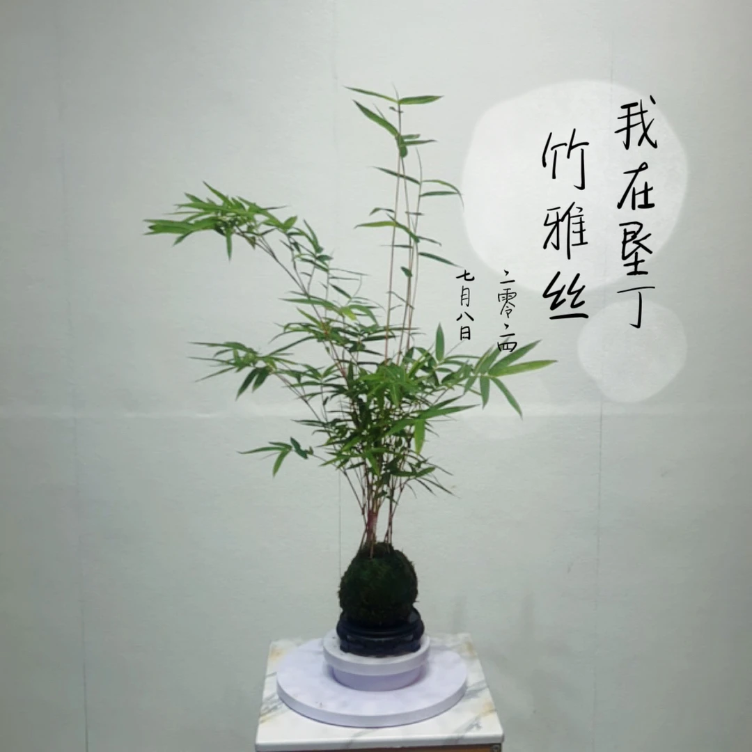 网红水培意境红观音竹室内客厅茶几桌阳台摆件