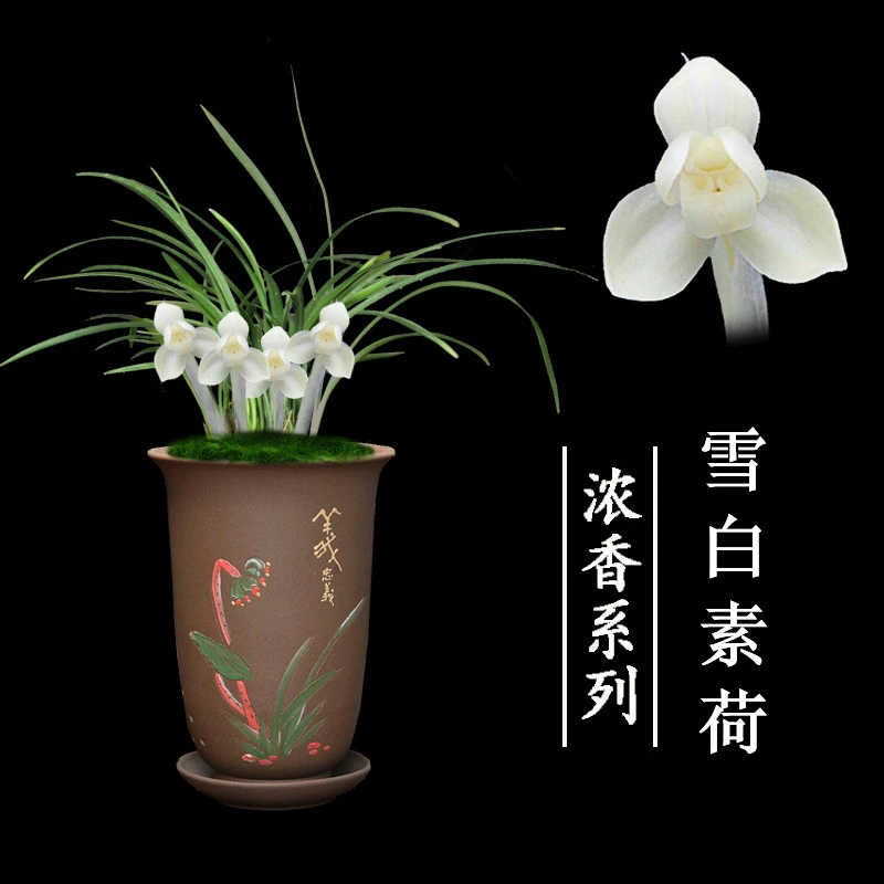 兰花盆栽植物春兰雪白素荷带花苞阳台客厅窗台好养浓香型绿植花卉