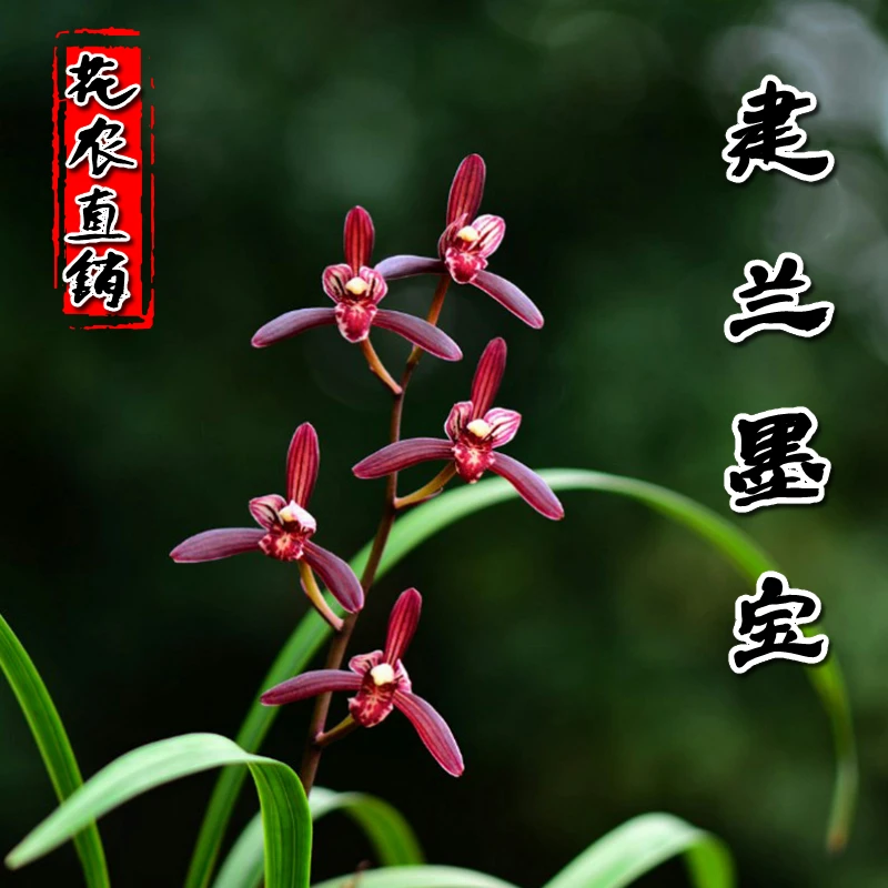 名贵兰花植物室内四季兰建兰墨宝浓香好养客厅美观发货花卉包邮