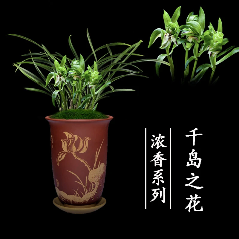 兰花春兰千岛之花带花苞阳台窗台客厅书房卧室客厅绿植盆栽兰花苗