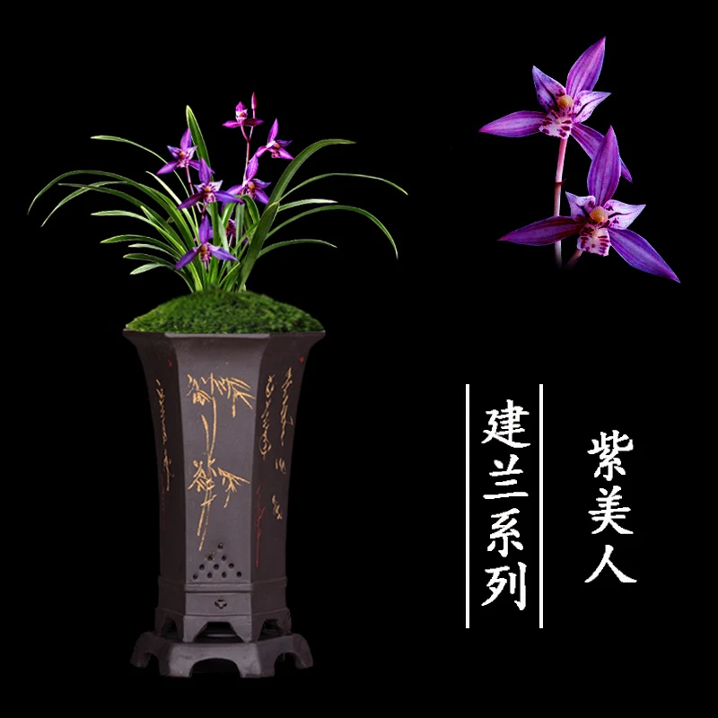 兰花苗紫美人建兰金边矮种浓香型室内办公室客厅盆栽花卉绿植盆栽