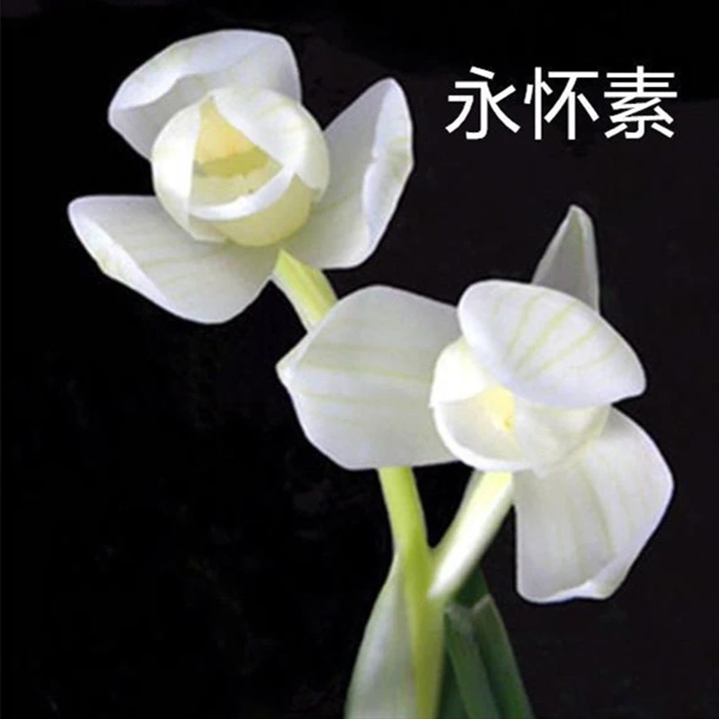 兰花莲瓣兰永怀素兰花苗带花苞浓香型花卉盆栽绿植国兰产地直发