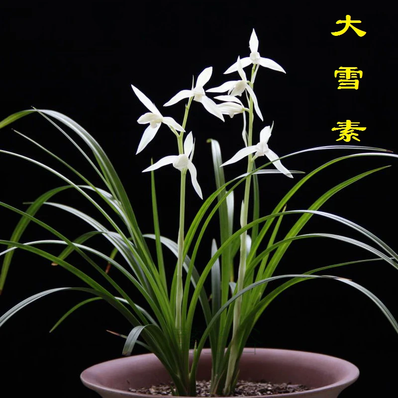 当年开花兰花苗莲瓣兰大雪素带花苞阳台客厅绿植花卉兰花产地直发