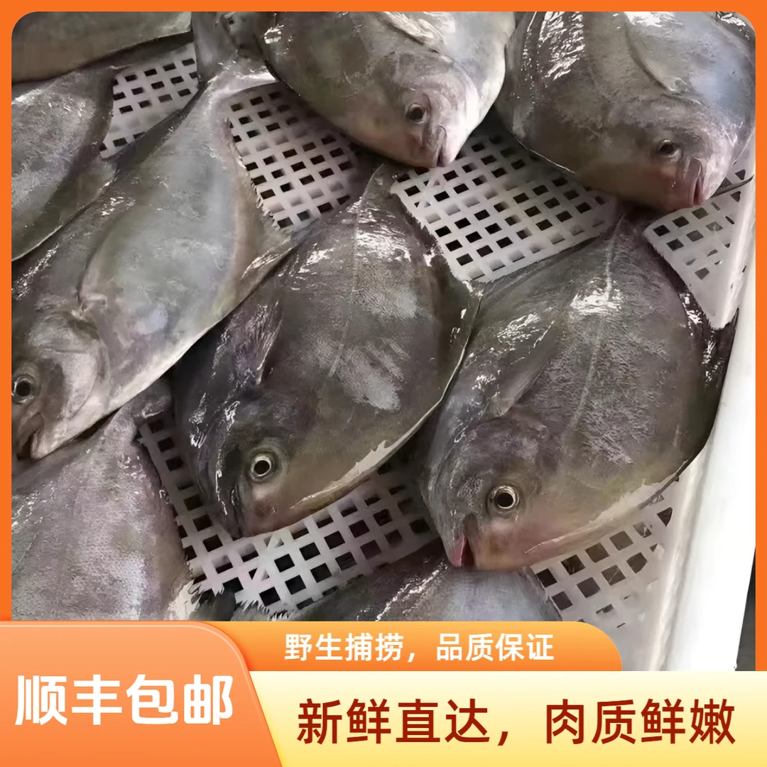 【乌鲳鱼】惠来神泉港乌鲳鱼【5包】原产地野生海捞顺丰真空冷链包邮