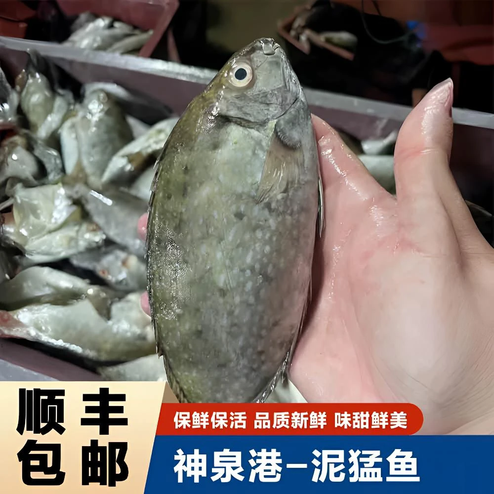 【泥猛鱼】惠来神泉本港泥猛鱼土堤鱼苦堤鱼【5包】顺丰冷链省内包邮