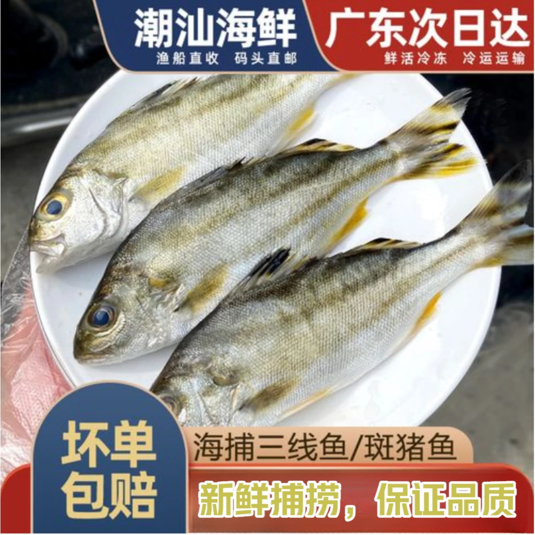 【浅海小斑猪】惠来神泉本港浅海拖网小斑猪【5盒】真空冷链顺丰包邮
