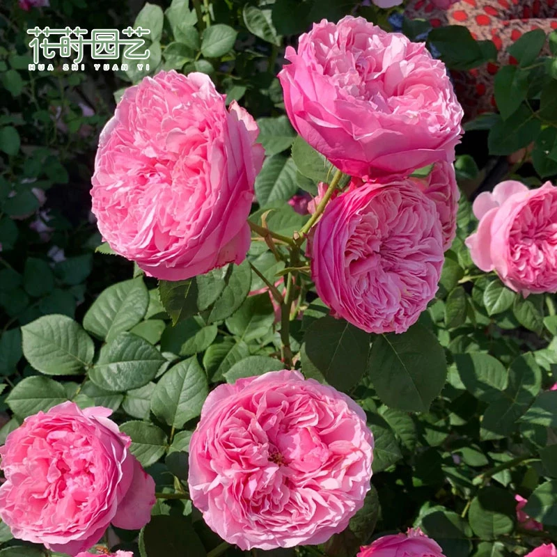 花莳园艺 凯丽月季花苗多季开粉色灌木切花盆栽浓香地栽庭院花园