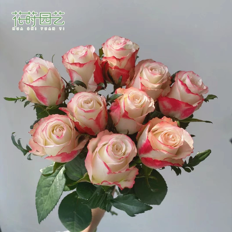 花莳家花莳园艺 1加扦插【红唇】月季花苗多季开花卉盆栽灌木