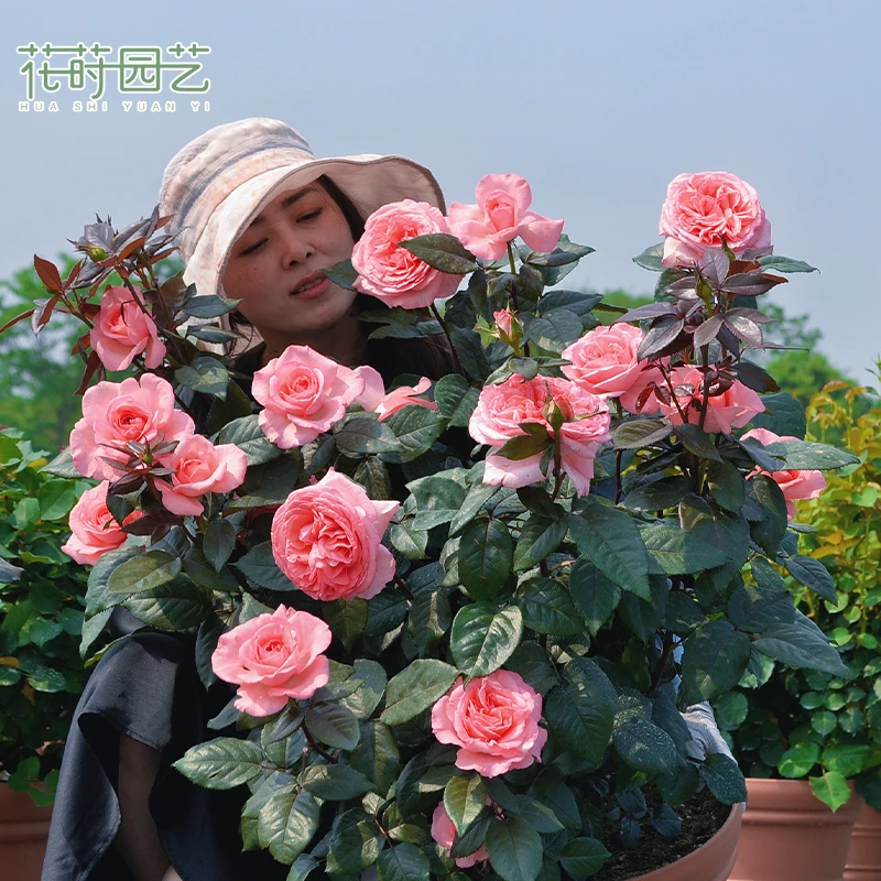 花莳园艺 1.5加扦插法版花宫娜月季花苗盆栽多季开粉色灌木大花