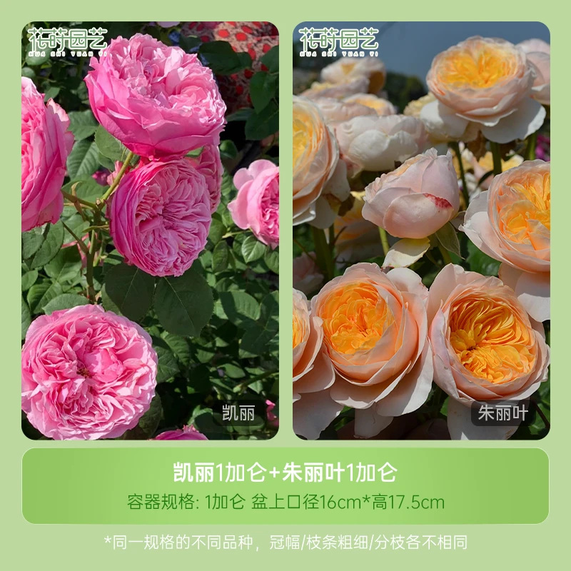 花莳园艺 1加仑扦插【凯丽+朱丽叶】组合月季花苗盆栽多季
