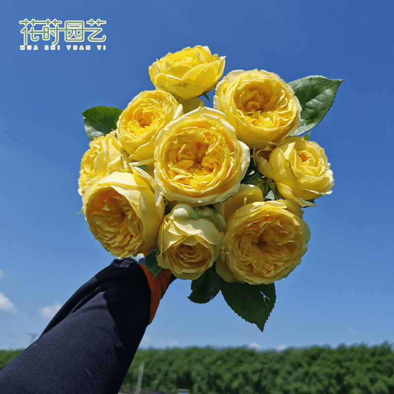 花莳园艺 1.5加仑扦插卡特琳娜月季花苗多季切花庭院地栽盆栽花卉