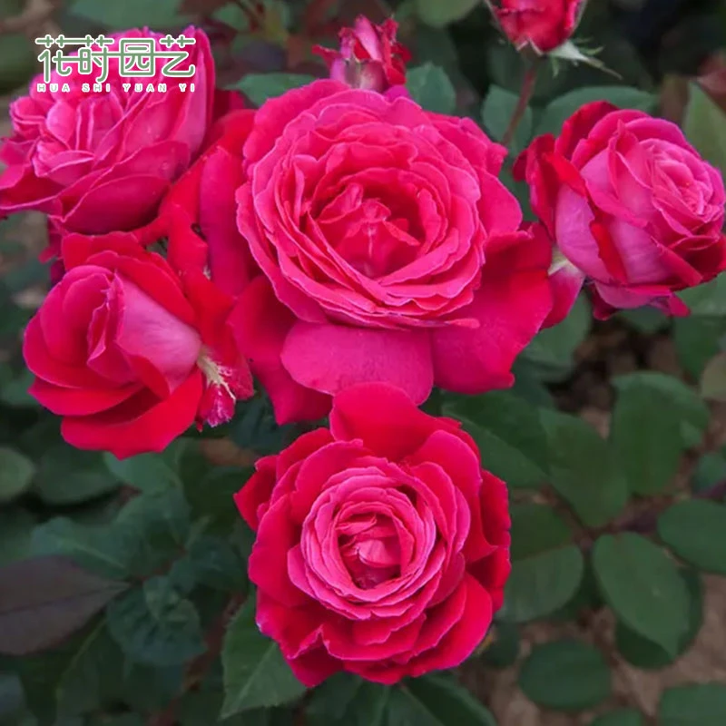 花莳园艺 1加扦插【法式优雅】月季花苗大花浓香盆栽庭院花园植物