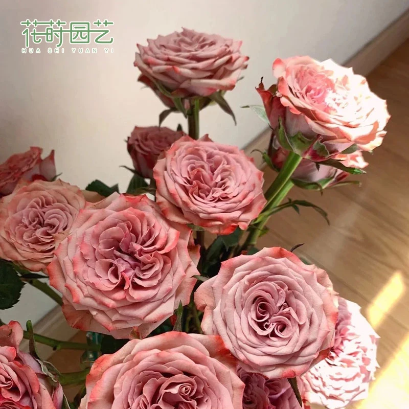 花莳园艺 1.5扦插卡布奇诺月季花苗多季开花卉复古色系灌木花园