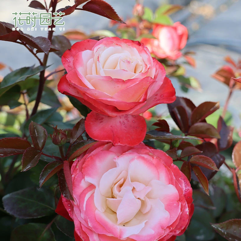 花莳家花莳园艺 1加仑扦插【思乡/乡愁】月季花苗多季开花园植物