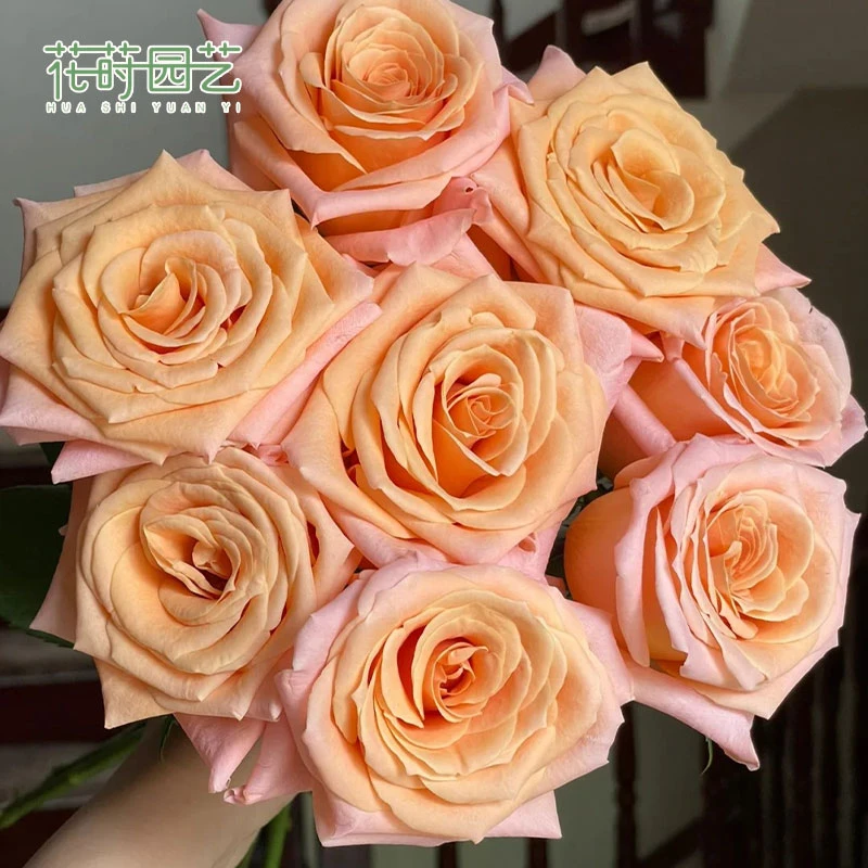 花莳园艺 1.5加根接微光月季花苗盆栽地栽多季开红色耐热地栽阳台