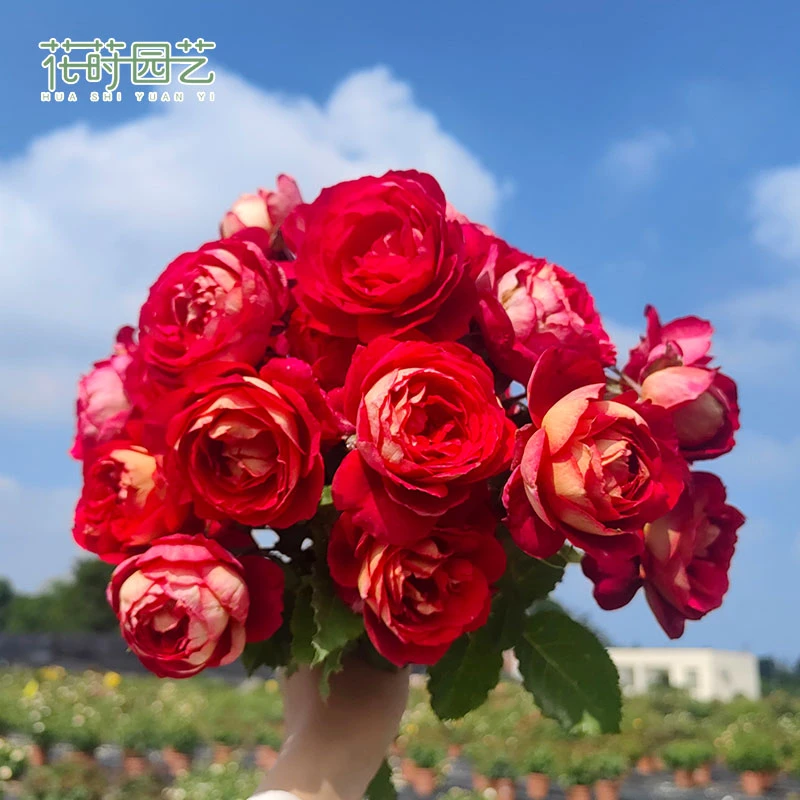 花莳园艺 马萨德医生月季花苗多季开浓香红色灌木花园植物盆栽花