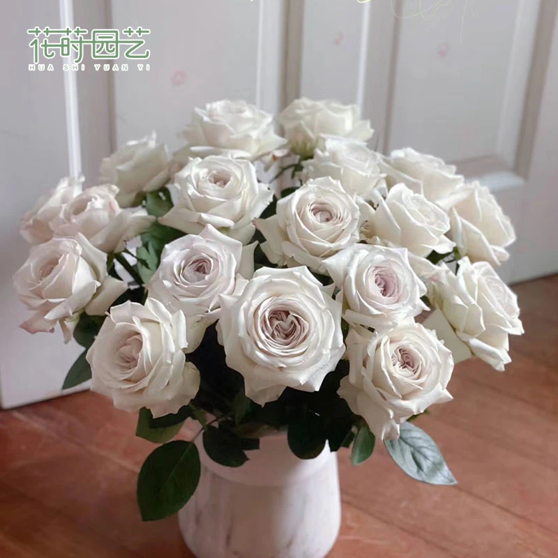 花莳园艺 1.5加仑扦插银色衬裙月季花苗多季开盆栽灌木阳台地栽