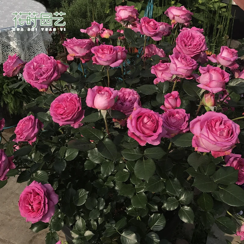 花莳园艺  1加扦插 【伯纳蒂特·拉方特 】月季浓香切花