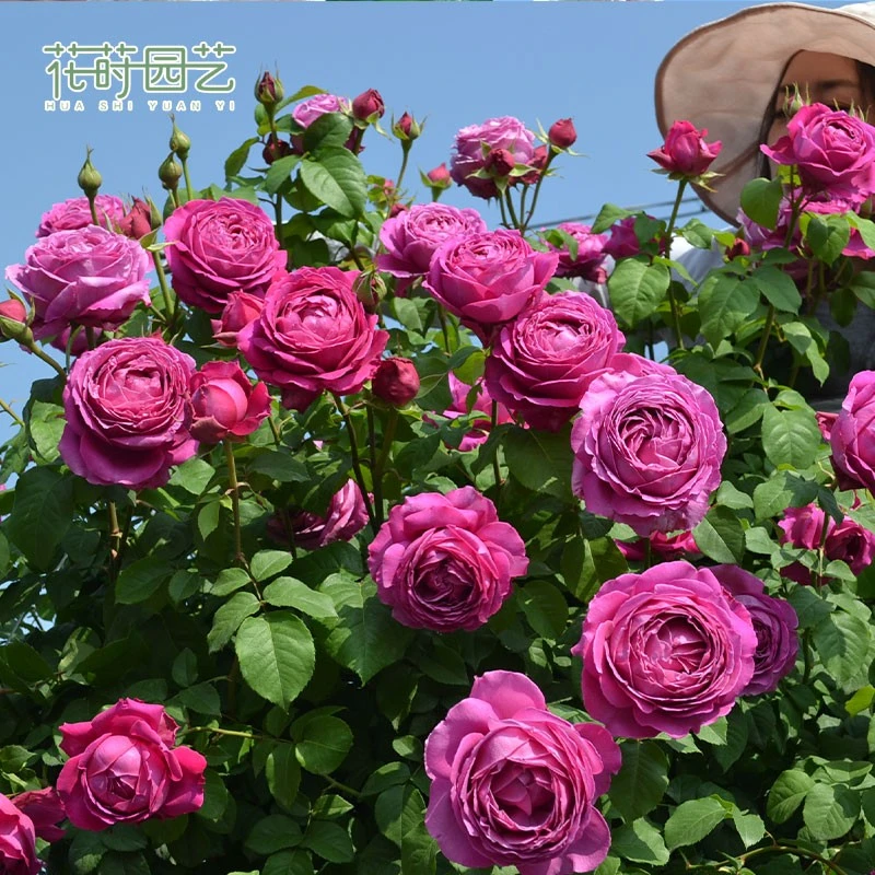花莳园艺 巴伦西亚17号月季花苗切朱阳台盆栽庭院花园地栽玫瑰花