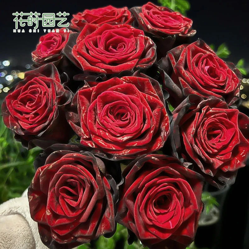 花莳家花莳园艺 2加根接黑金月季花苗多季开盆栽地栽红色阳台