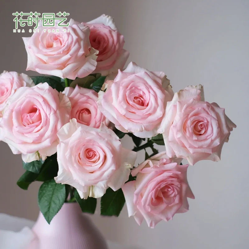 花莳园艺 1.5加扦插林荫大道/武媚娘月季花苗多季开花苗灌木盆栽