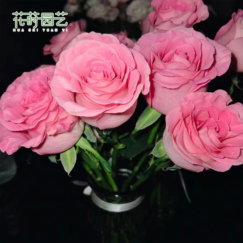 花莳园艺 1.5加扦插布加迪粉月季庭院绿植花卉盆栽玫瑰植物地栽