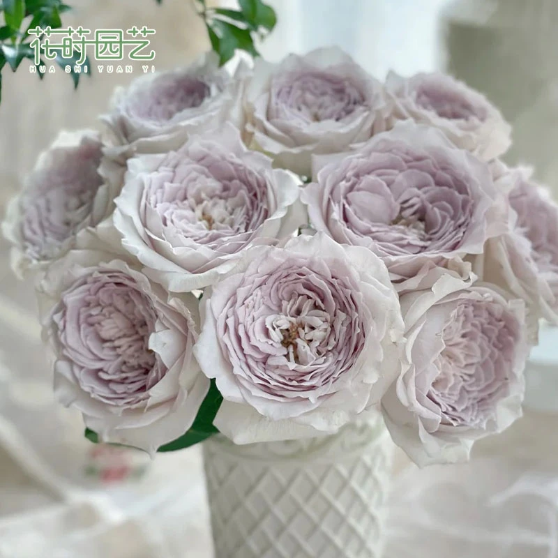 花莳园艺 1.5加扦插珍珠奶茶月季花苗多季开花苗灌木盆栽