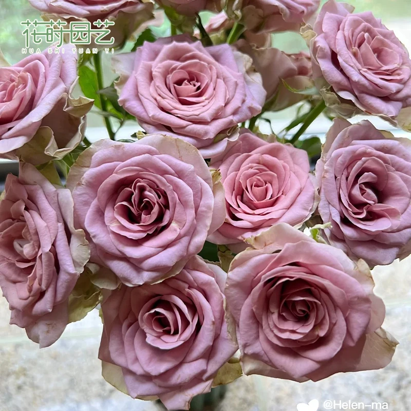 花莳园艺 2加扦插【失忆】月季花苗切花多季开灌木花园植物