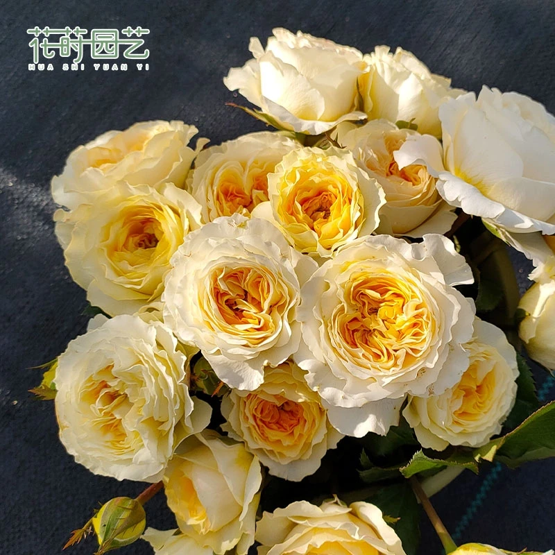花莳园艺 1.5加扦插碧翠丝月季花苗多季开浓香杏黄花园植物盆栽