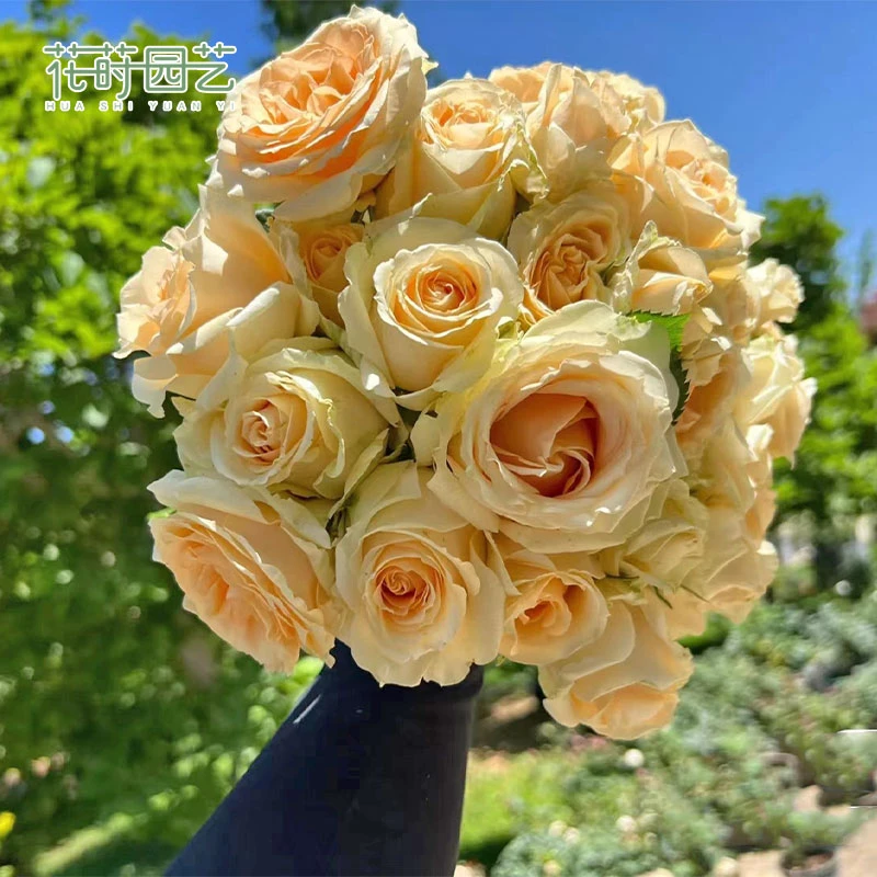 花莳园艺 蜜桃雪山月季香槟玫瑰切花灌木花园植物庭院盆栽花苗