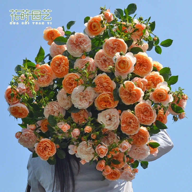 花莳家花莳园艺 1加扦插【果汁阳台】月季花苗阳台微月盆栽果香