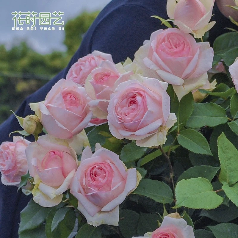 花莳园艺 1加扦插【蒙娜丽莎】月季花苗多季开切花耐热直立灌木