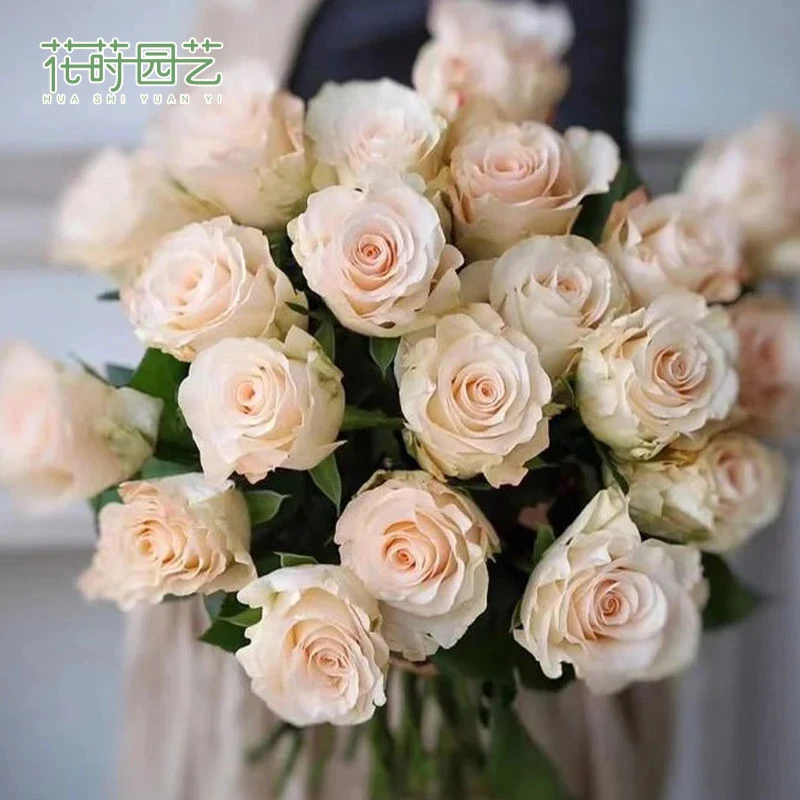 花莳家花莳园艺  2加根接 【辛西娅】月季花苗多季开花苗灌木盆栽