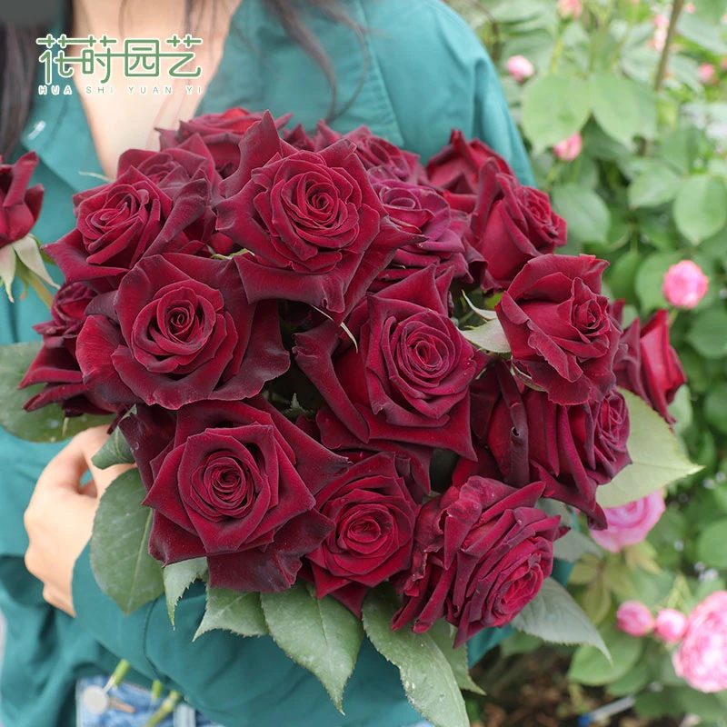 花莳园艺 1加扦插黑巴克月季花苗灌木切花多季开花园植物阳台地栽