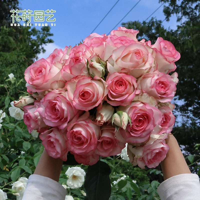花莳园艺 3加扦插艾莎/朱米莉亚月季多季开庭院露台玫瑰植物切花