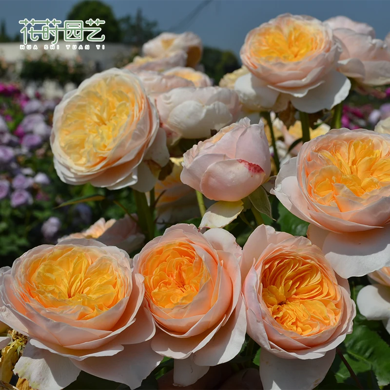 花莳园艺 1加扦插朱丽叶月季花苗切花果香奥斯汀灌木地栽盆栽