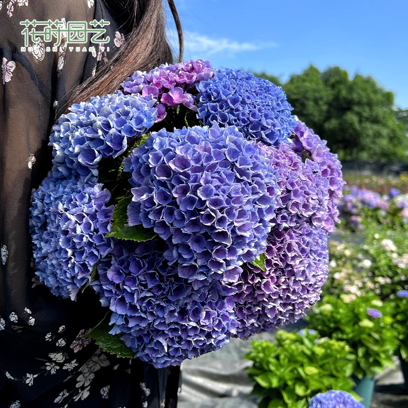 花莳园艺 魔幻革命绣球好养大花可调色花园植物盆栽阳台地栽庭院