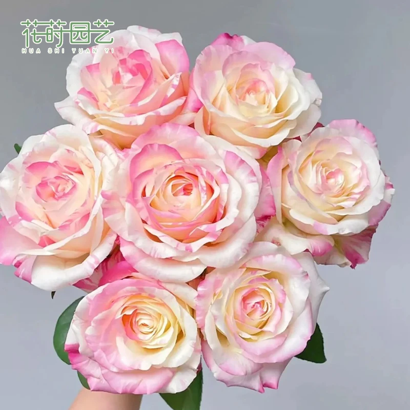 花莳家花莳园艺  2加仑扦插【霓裳】月季花苗切花多季开灌木花园