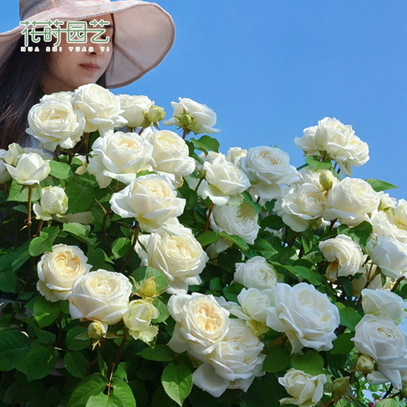 花莳园艺 1.5加仑根接【伊芙婚礼之路】伊芙系列浓香大花盆栽植物