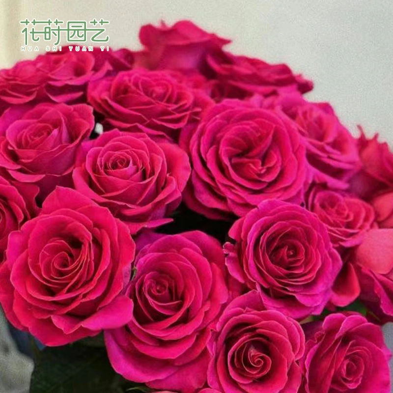 花莳园艺 1.5加仑根接弗洛伊德月季庭院绿植花卉盆栽玫瑰植物浓香