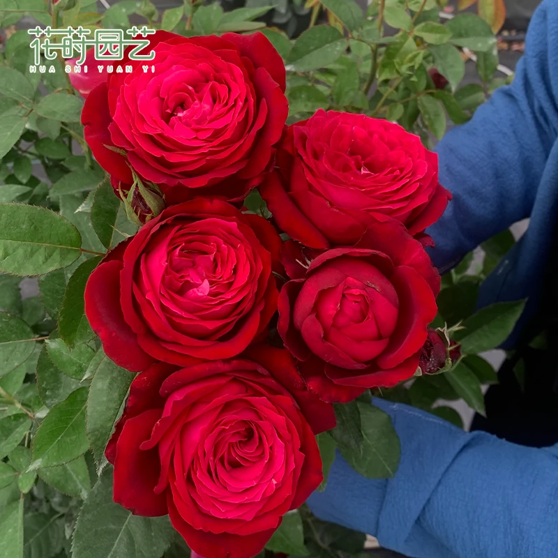 花莳园艺 2加仑扦插 【詹尼斯.凯洛格】月季多季开灌木红色切花盆栽