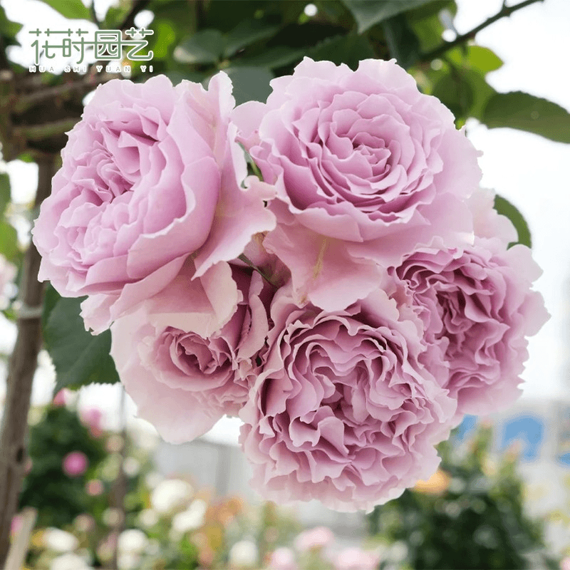 花莳园艺 蜻蜓月季花苗多季开地栽花园植物盆栽浓香灌木花卉