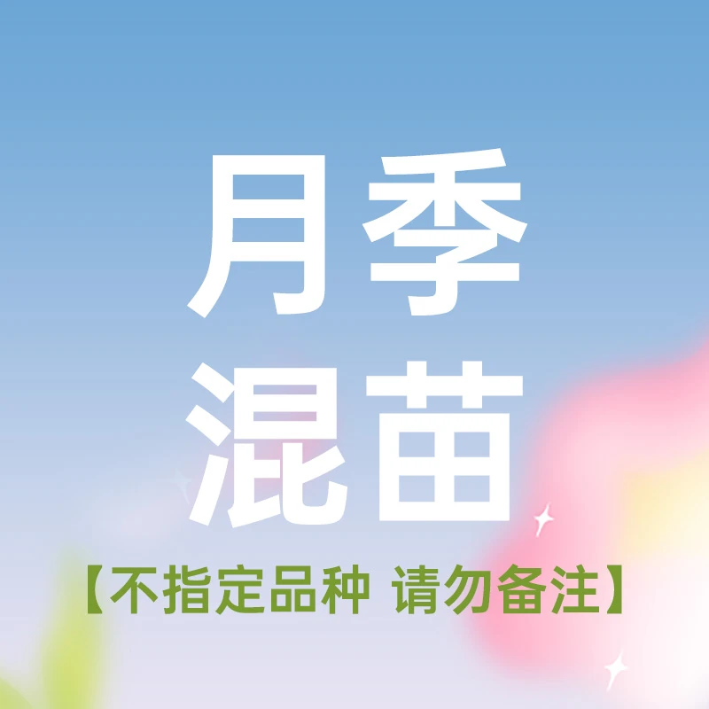 花莳园艺 1加仑混苗月季花苗可盆栽地栽花卉植物庭院露台花园植物