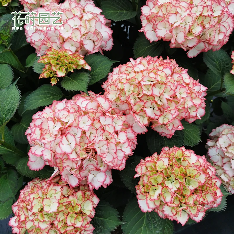 花莳家花莳园艺 2加仑【鸡尾酒】绣球大花可调色花园植物地栽花卉