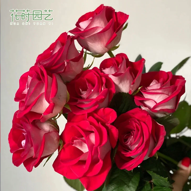 花莳园艺  2加根接【桃花雪】 月季花苗多季开