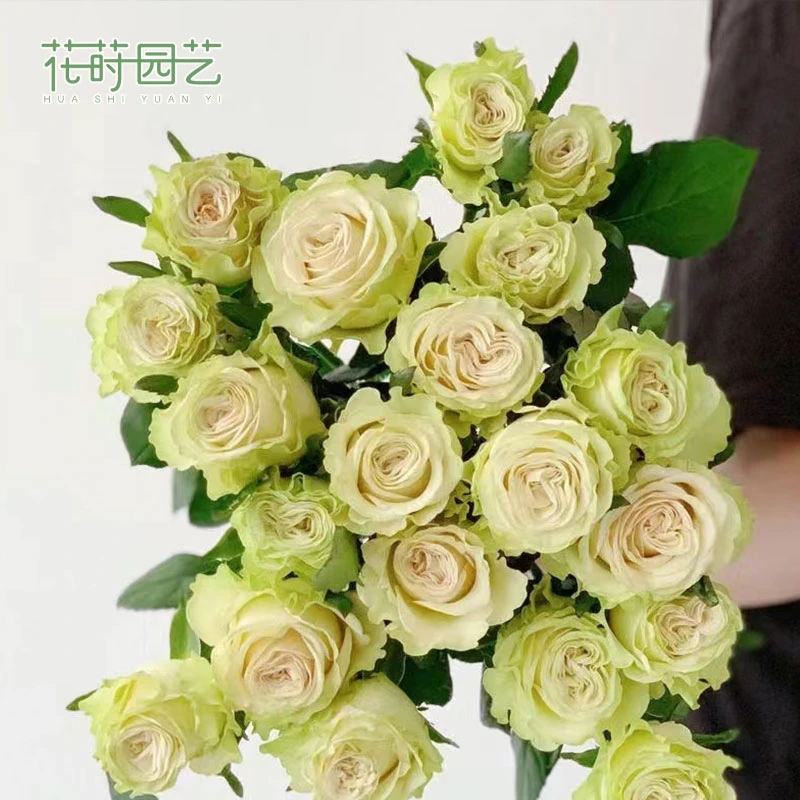 花莳家花莳园艺 2加根接【琉璃翠】月季花苗花园植物盆栽多季开