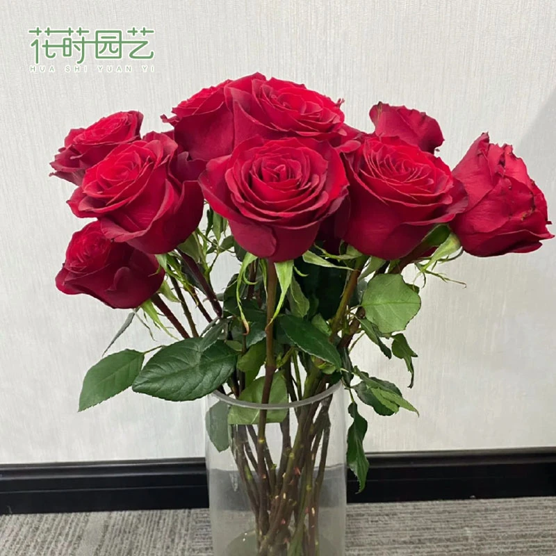 花莳园艺 2加仑根接【传奇】月季花苗多季开地栽盆栽阳台