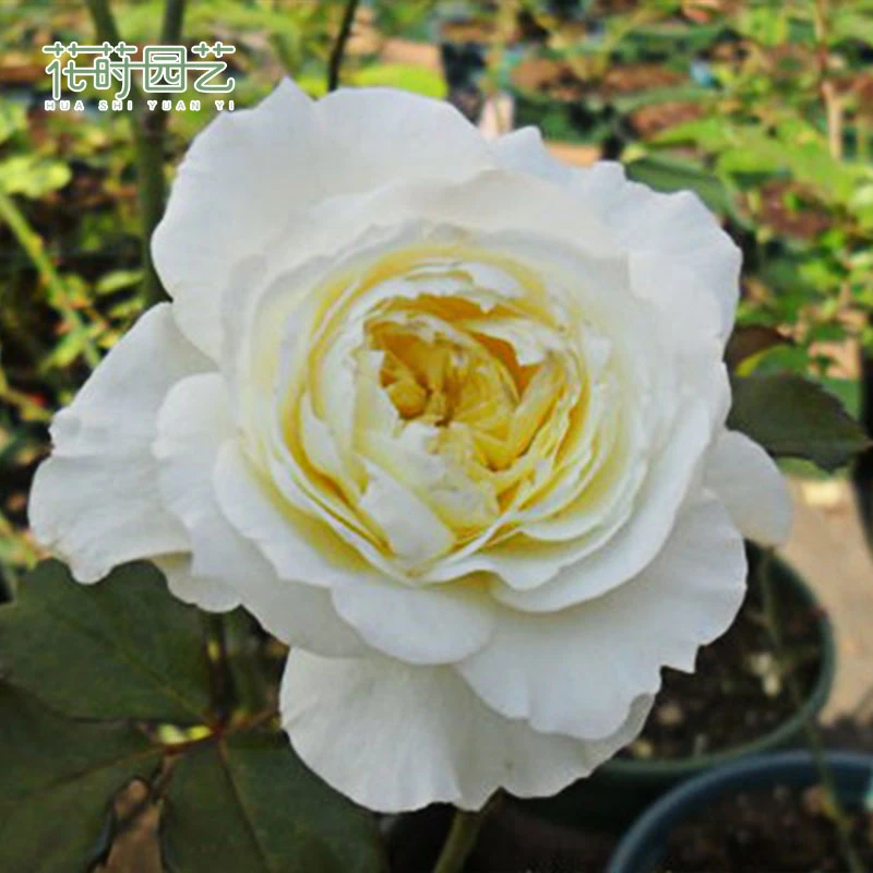 花莳园艺 1加仑扦插【耐心】月季花苗奥斯汀切花多季开灌木植物盆栽