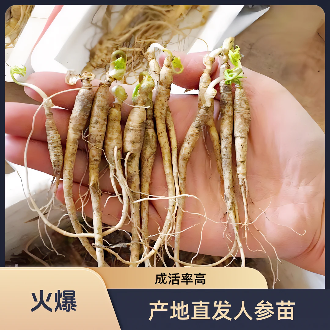 长白山鲜人参种植苗 10支起拍 20支到手25支  单支3-5克 存活率高